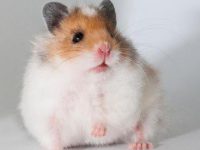 Do Syrian hamsters like to be held