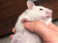 What does a pregnant hamster look like?