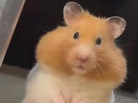How long do hamsters live?