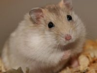 How long do Siberian hamsters live?