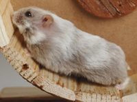 Are dwarf hamsters nocturnal?