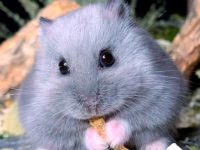 How do hamsters clean themselves?