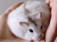 Do hamsters exist in the wild?