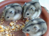 Best dwarf hamster cage