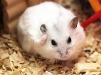 How many species of hamsters are there？