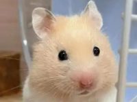 How far can hamsters see?