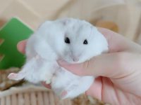 How long does a hamster live for?