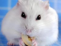 Friendly hamster breeds