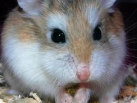 How long can a hamster be left alone?