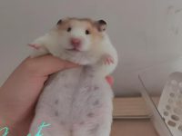 Life expectancy hamster