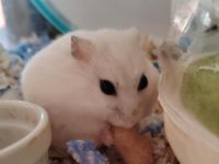 Where can you find wild hamsters?