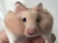 Why does my hamster have a bald spot?