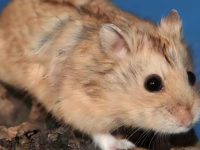 Longest living hamster breed