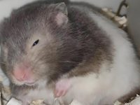 Why can't hamsters get wet?