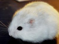 Where are hamsters native?