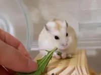 How often should I feed my hamster?