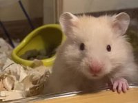 How long can hamsters hold their breath?