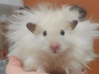 How long do long haired hamsters live?