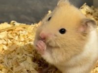 What hamsters can live together?