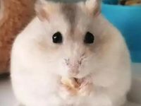 Why do hamster eat their babies?