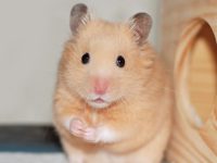 Do hamsters have whiskers?