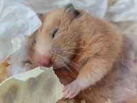 Do hamsters need light at night?