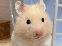 Do dwarf hamsters need a friend?