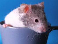 Where are there wild hamsters?