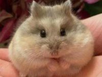 What is a hamster's life span?