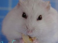 Do hamsters kill each other?