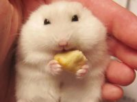 How long do hamsters stay pregnant?