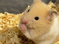 Do hamsters need vaccines?