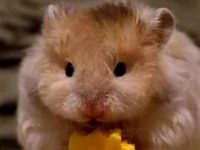Average lifespan of a hamster