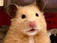How much do hamsters weigh?