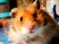 Do hamsters see color?