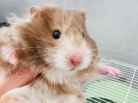 Can hamsters live in water?