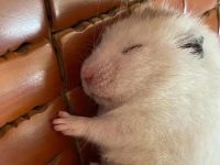 Do hamsters sleep at night?