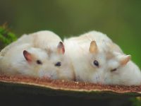 best type of hamster