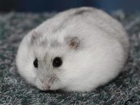 do hamsters like to be alone?