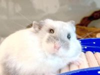 can roborovski hamsters live together?