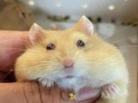 what is the friendliest hamster?