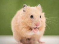 how long do hamsters live without food?