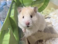 how many hours do hamsters sleep?