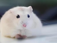 taking care of a hamster