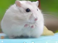what is the life span of a hamster?