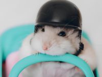 can hamsters have milk?
