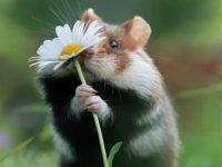 can hamsters survive in the wild?