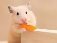 how to stop hamster biting cage at night?