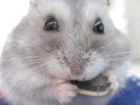 what do i need for a hamster?