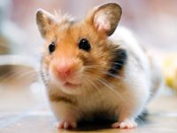 which hamster lives the longest?